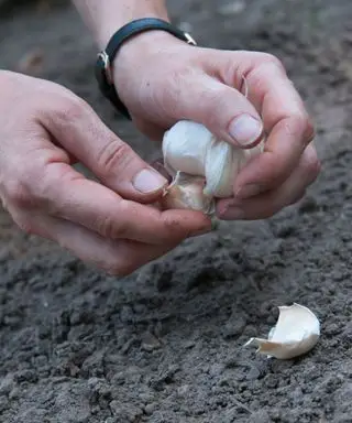 Comment-cultiver-l'ail-RHS-Tim-Sandall