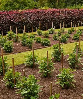 Un exemple de plantation d'un parterre de fleurs montrant des parterres de jeunes plants devant des haies rouges