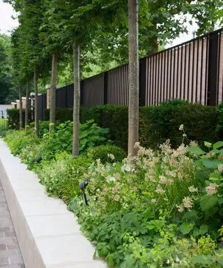 Un exemple de plantation d'un parterre de fleurs montrant un parterre surélevé avec des plantes vertes et des arbres aux troncs fins