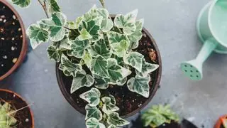 Las mejores plantas de interior de rápido crecimiento: 7 plantas para llenar tu hogar de follaje