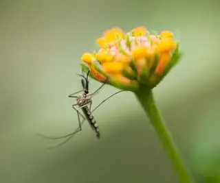 Le marc de café brûlé aide-t-il à chasser les moustiques ? Nous explorons cette méthode unique de lutte antiparasitaire