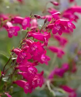 fleurs de penstemon cerise profonde