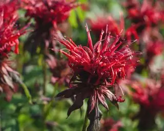 mélisse rouge ou monarda qui attire les colibris