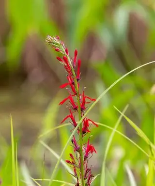 fleurs cardinales rouges