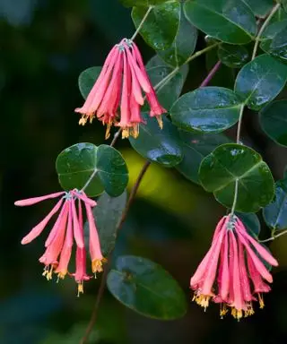 chèvrefeuille corail