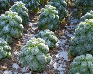Grünkohlpflanzen mit Frost bedeckt