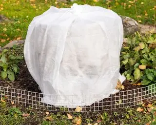 Mit Gartenvlies Pflanzen vor Frost schützen