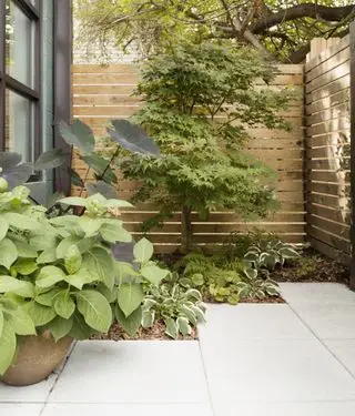 Landschaftsgestaltung mit Baum an der Terrasse