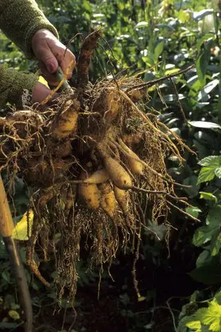 Wurzeln einer Dahlie auf einem Spaten, der von einer Frau im Garten gehalten wird