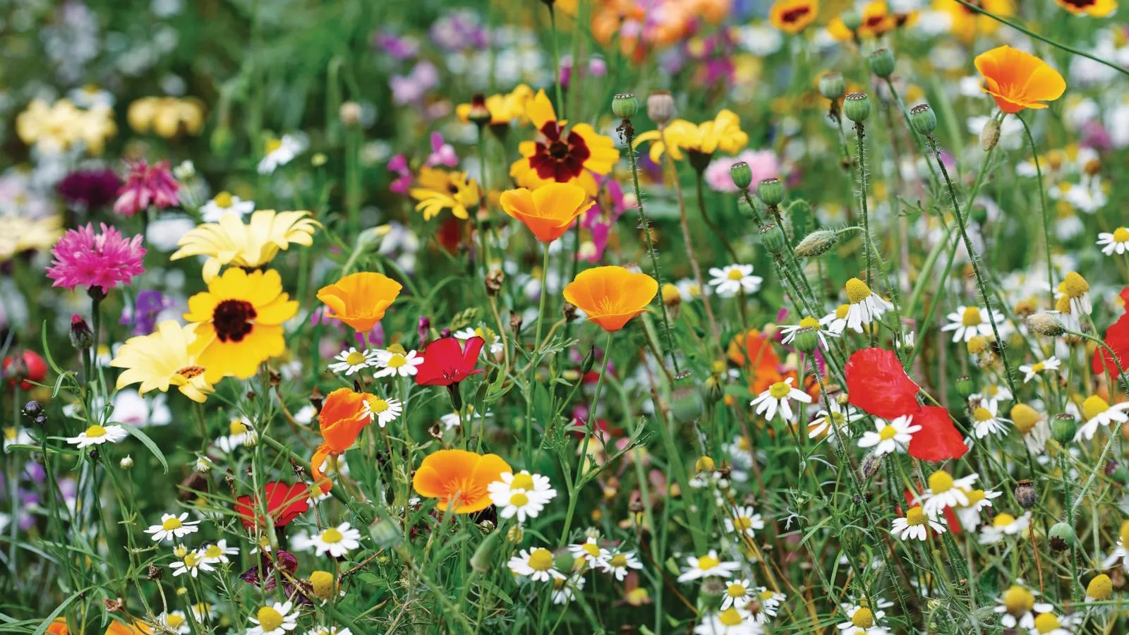 9월에 주문할 씨앗' loading='lazy' title=