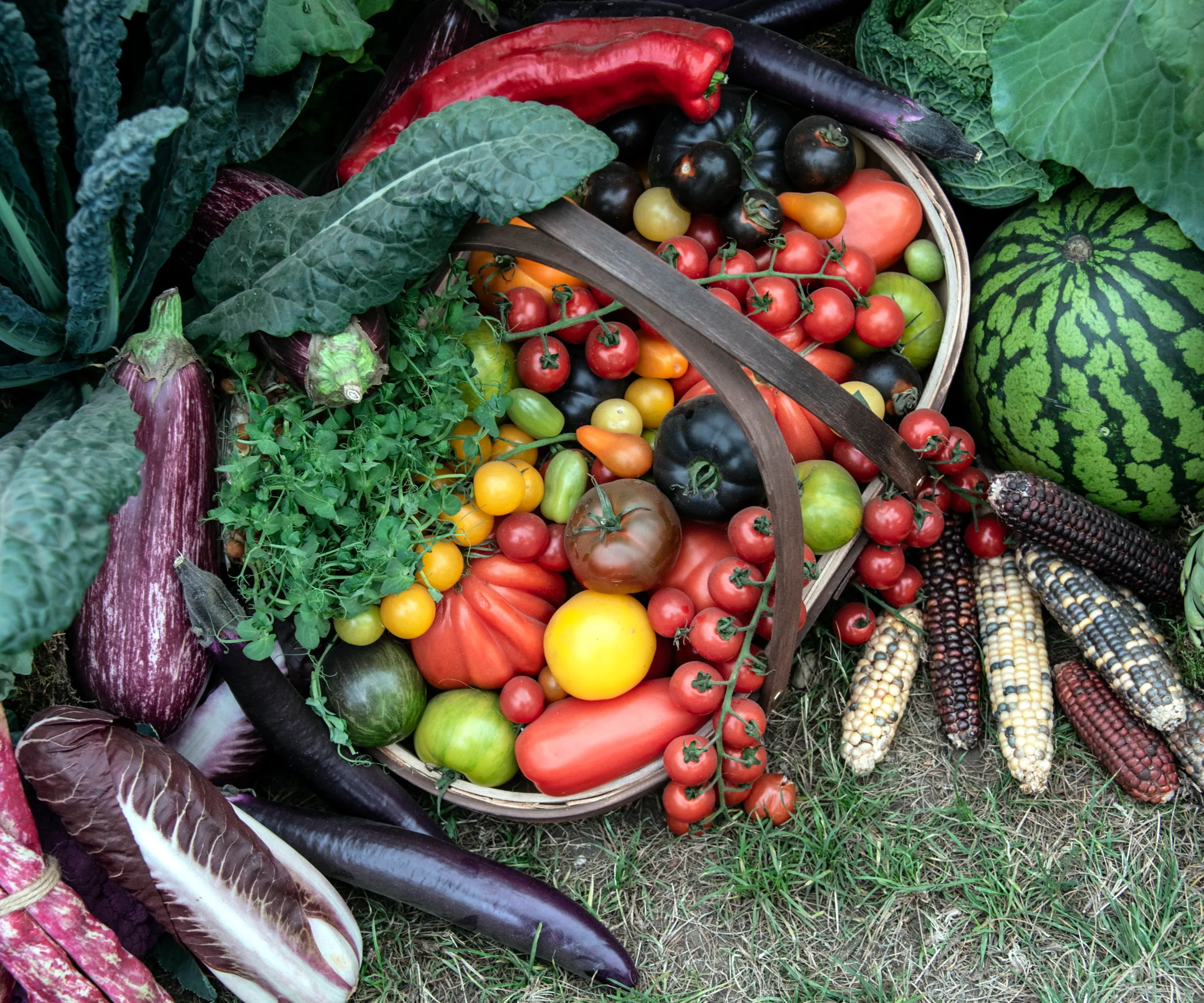 바구니에 토마토를 포함한 야채 수확' loading='lazy' title=