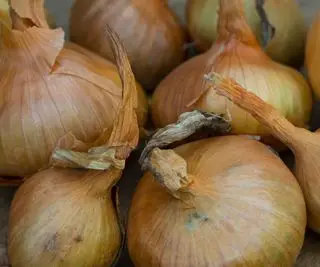 En gruppe af hovedafgrøde Sturon-løgtyper