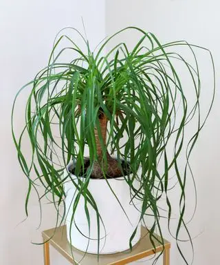 palma de cola de caballo en maceta blanca