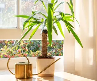 Planta de yuca en el alféizar de la ventana con regadera.