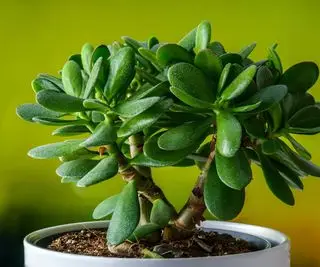 Planta de jade en maceta con fondo verde.
