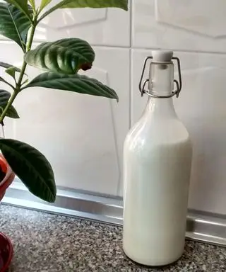 garrafa de leite e planta
