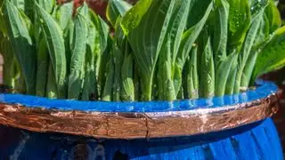 Plante Hosta dans un récipient avec protection en ruban de cuivre contre les limaces et les escargots