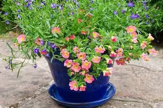Calibrachoa Corail Lobélie rose et bleue en fleur dans un pot en terre cuite vernissée bleue
