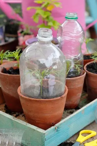 Plants protégés par des bouteilles en plastique recyclé découpées pour servir de cloche tout en permettant l'aération
