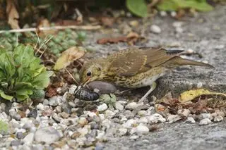 Grive musicienne juvénile mangeant une limace dans le jardin