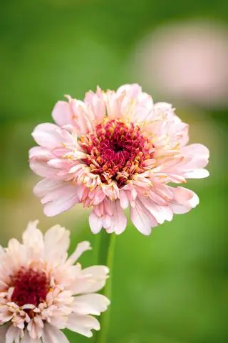 Jak zbierać nasiona cyni – aby uzyskać nieskończoną ilość wspaniałych kwiatów