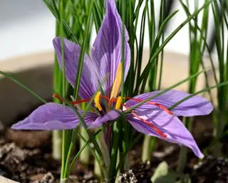 Flor de azafrán púrpura en flor, creciendo en el suelo