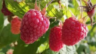 Framboise