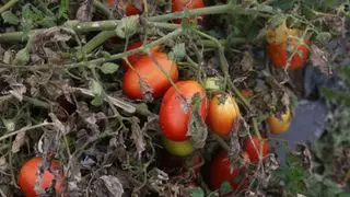 uprawa pomidorów dotknięta zarazą pomidorów