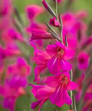 Gladiolus byzantinus' livlige lyserøde blomster