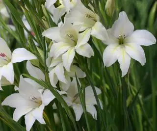 Gladiolus alba's åbne hvide blomster