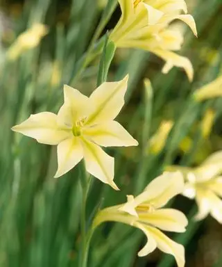 Gladiolus tristis har lysegule blomster
