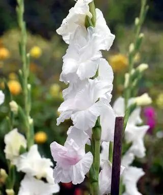 Gladiolus' blomster