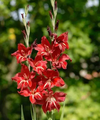 Gladiolus