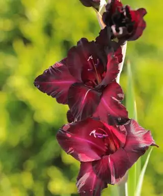 Dybe bordeauxrøde blomster af Gladiolus