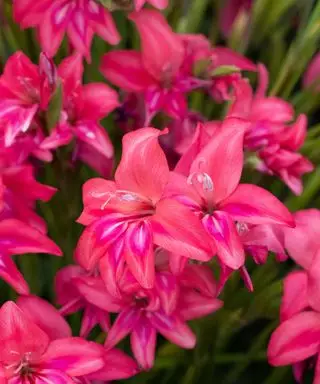 Lyse lyserøde blomster af gladiolus
