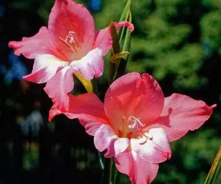 Typer af gladioler – 12 topvarianter for farve og flamboyance