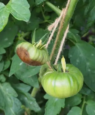 Pourquoi le dessous de mes tomates brunit-il ? La solution experte contre la pourriture apicale