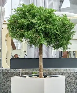 עץ ברוש ​​בעציץ