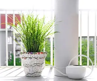 דשא זברה מיסקנתוס במיכל