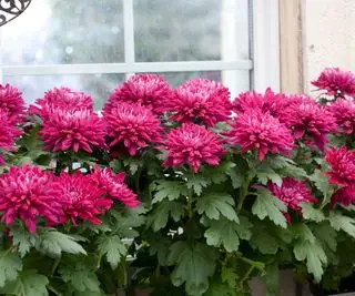 חרציות אדומות בקופסת חלון