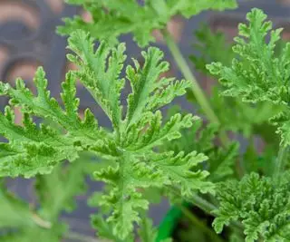 feuilles de citronnelle