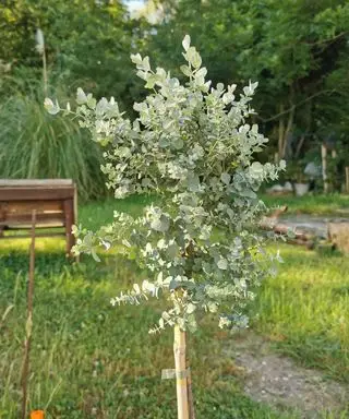 Eucalyptus planté dans une cour ensoleillée