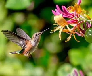 Comment attirer les colibris dans votre jardin – 6 façons d’accueillir ces amis à plumes