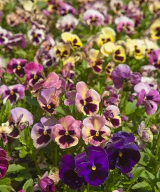 Comment éliminer les pensées mortes – pour des contenants parfaits