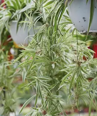 תמונה של צמח עכביש