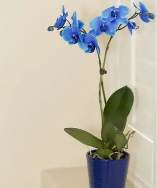 Orchidée papillon bleu