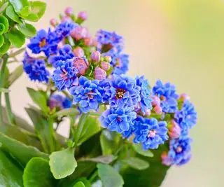 Kalanchoe à fleurs bleues