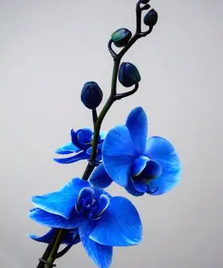 Orchidée papillon bleu