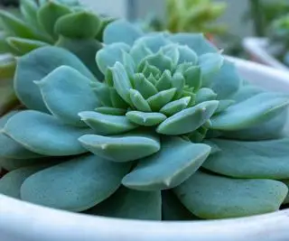 Écheveria bleue