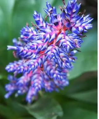 Fleur de tango bleue broméliacée